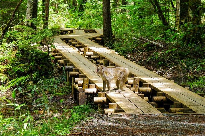 Kamikochi Private Summer Escape: Mød vilde dyr i grusom natur