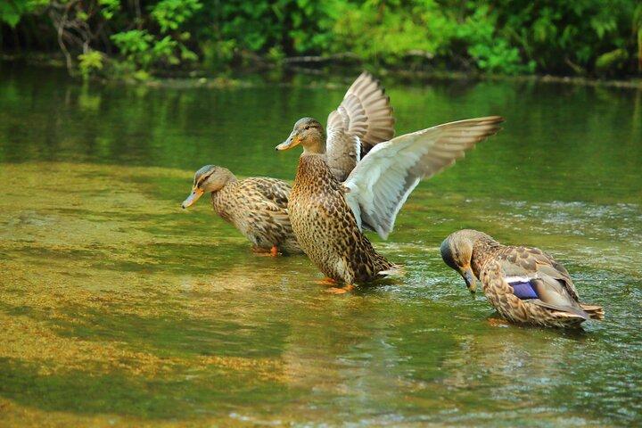 Kamikochi Private Summer Escape: Mød vilde dyr i grusom natur