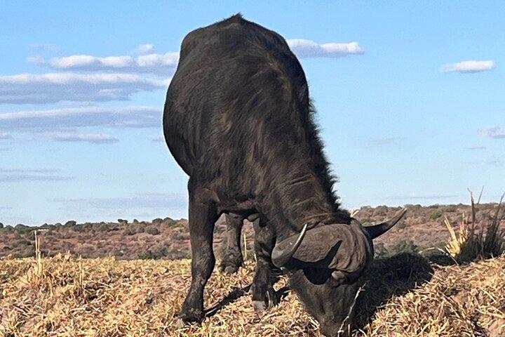 Chobe Heldagssafari med lunchbuffé från Livingstone