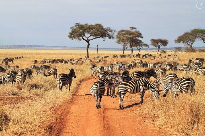 5 dagars lyxsafari genom Tarangire Serengeti och Ngorongoro