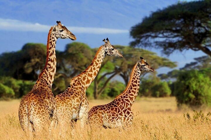5 dagars lyxsafari genom Tarangire Serengeti och Ngorongoro