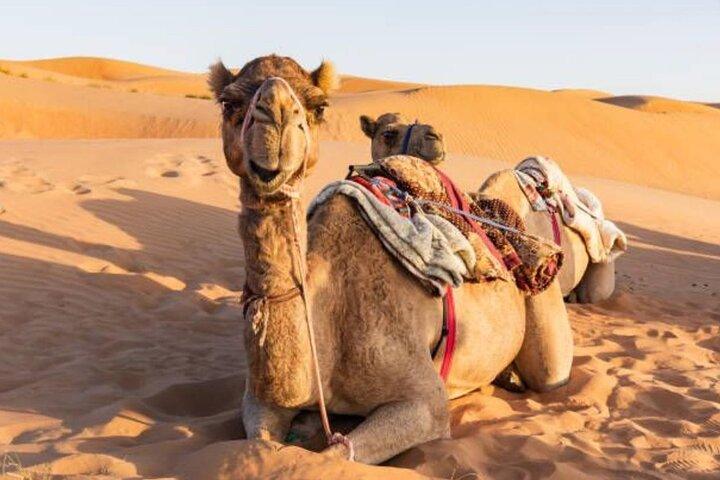 Wüstensafari Dubai mit Live-Shows, Dune Bashing & Grillabendessen