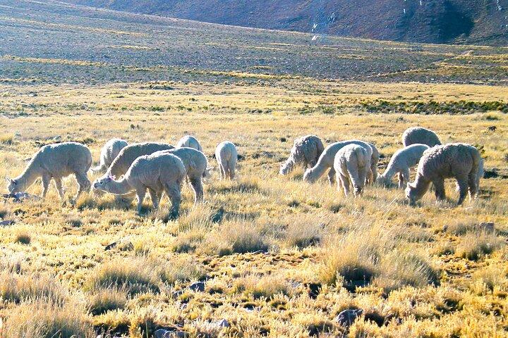 All inclusive Excursion d'une journée complète Colca Canyon : tous les repas et entrées