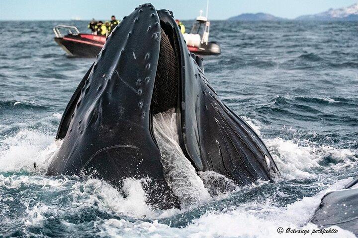 Whale Watching RIB Experience (Med Transfer Tromso-Skjervoy)