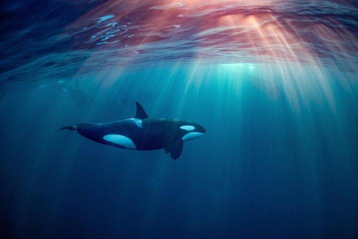 Whale Watching RIB Experience (Med Transfer Tromso-Skjervoy)