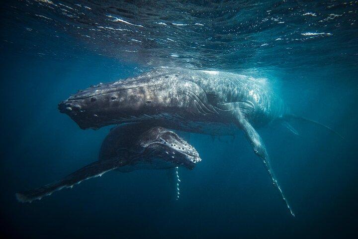 Whale Watching RIB Experience (Med Transfer Tromso-Skjervoy)