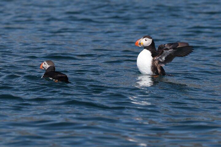 Puffin Jet skitur i Reykjavik