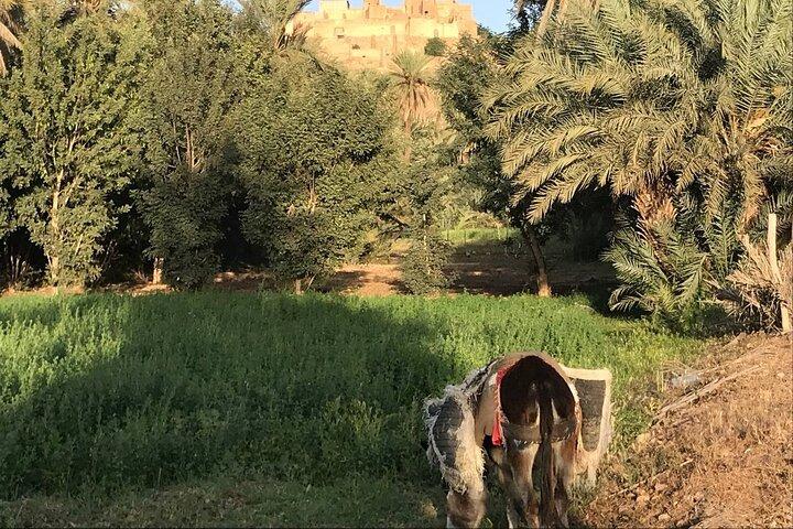 Excursão aos Souks do Oásis de Taroudant e à cultura marroquina