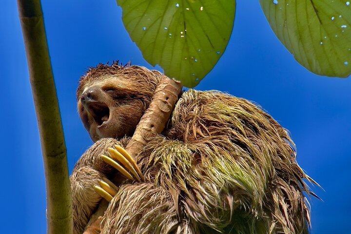 Manuel Antonio Park Private or Group Guided Tour Experience