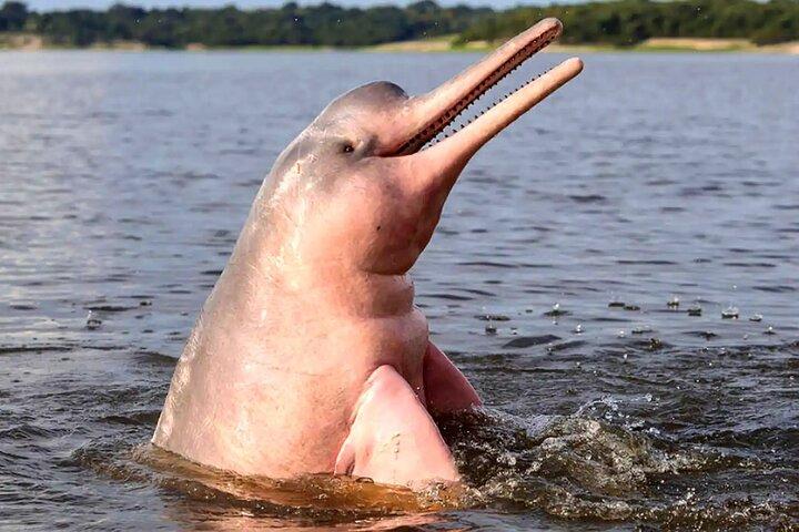 Amazon River äventyr i Pacaya Samiria Reserve 3 dagar