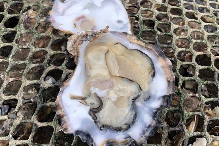 Austernfarm-Tour & Verkostung mit lokalem Experten Clew Bay County Mayo