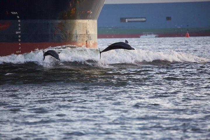 Hoteller i nærheden af Charleston Harbor Sunset Cruise Scenic Views and Dolphin Spotting
