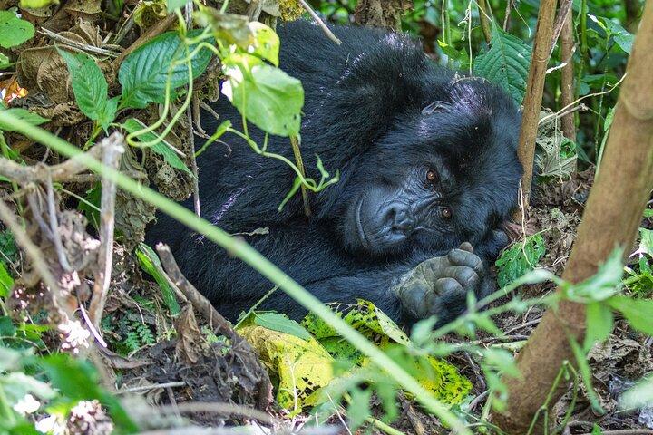 Desde Kigali : 1 - Día Uganda Gorila tracking experience