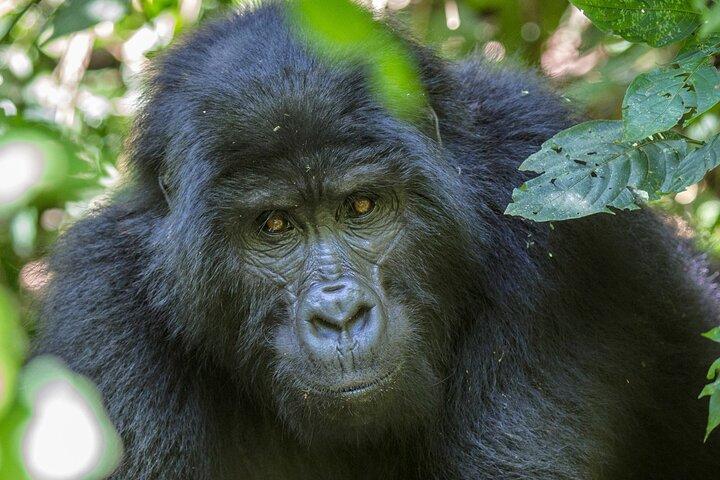 Desde Kigali : 1 - Día Uganda Gorila tracking experience