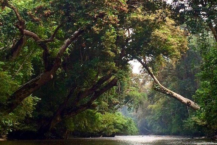 Transfert privé Kuala Lumpur au parc national de Taman Negara