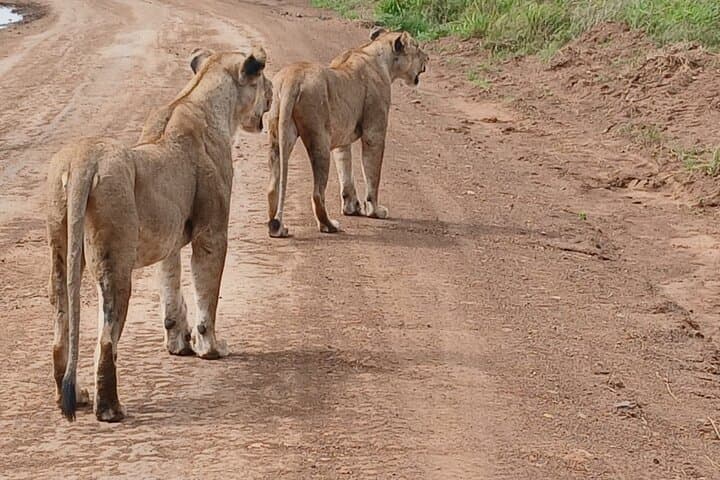 Nairobi National Park Tour Half Day
