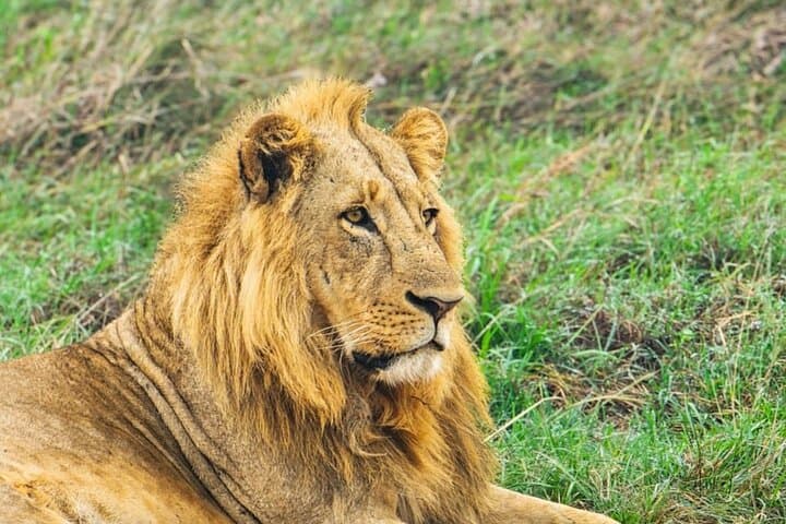 Nairobi National Park Tour Half Day