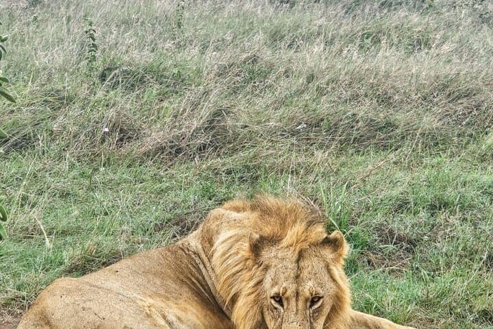 Nairobi National Park Tour Half Day