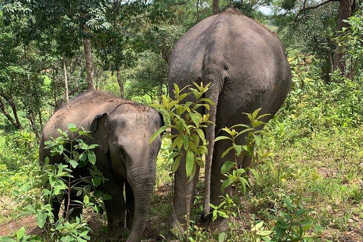Care Pride Elephants: Heldagsrejseoplevelse