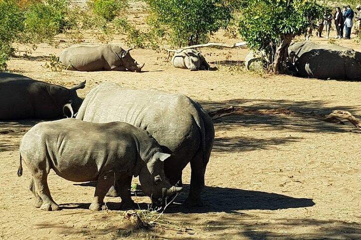 Begeleide Game Drive en Neushoornwandeling in Mosi Oa Tunya National Park