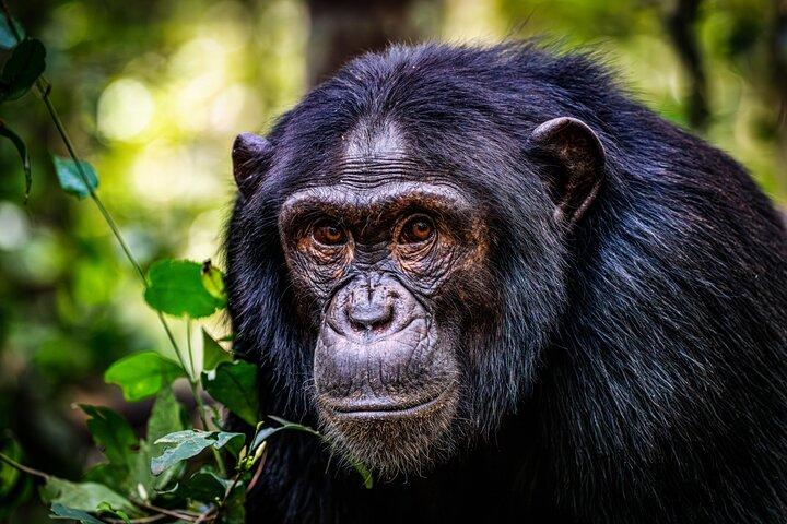 Excursion de 11 jours en Ouganda Safari Gorilla Trekking et parcs nationaux