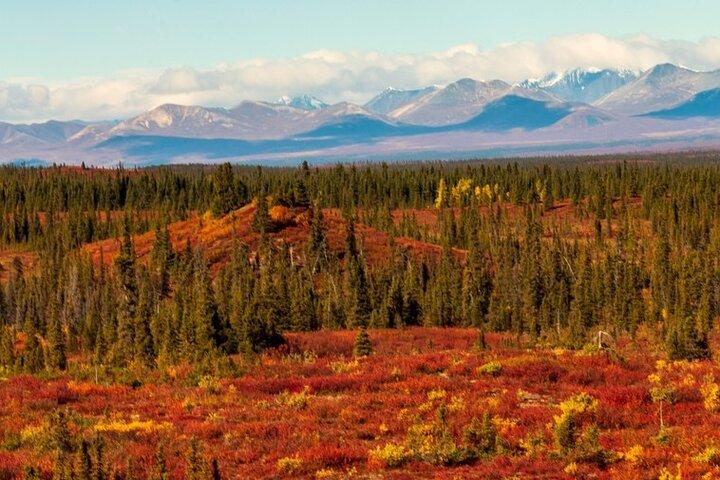 Excursion de nuit sur l'autoroute Denali
