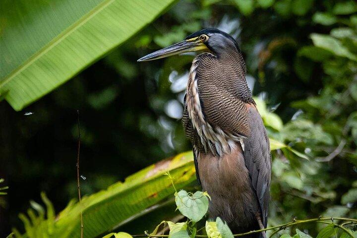 Safari de barco no Parque Nacional do Palo Verde com culinária local