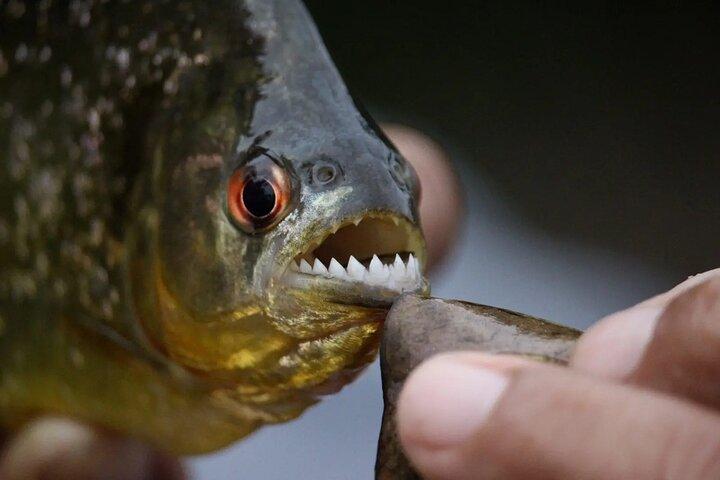 Piranha Fishing on Lake Yacumama