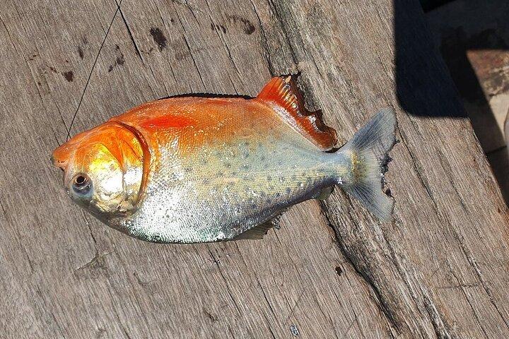 Piranha Fishing on Lake Yacumama
