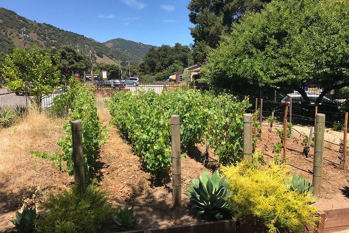 Meia-dia do Carmel Valley Wine Tasting Tour