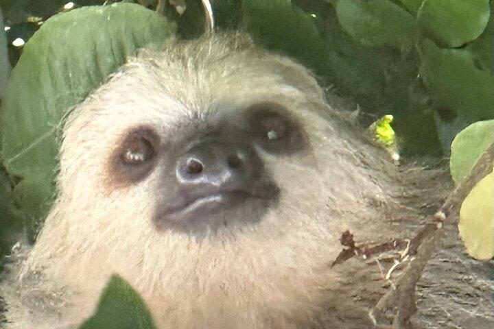 7 hour Tour Miraflores Locks+Sloth Sancturay in Gamboa