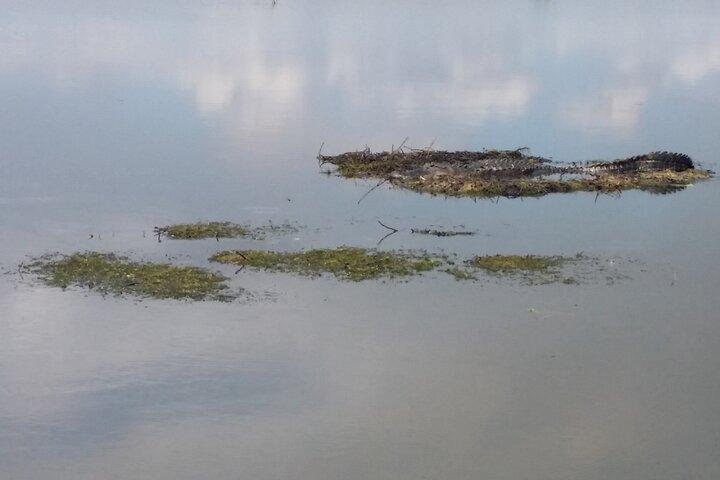 90-minütige Bootstour in den Florida Everglades