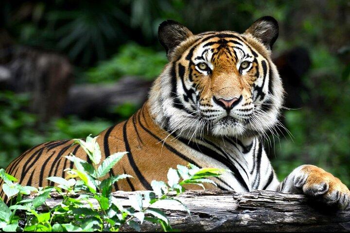 3-Day Ranthambhore Tiger Tour to Agra and Jaipur from Delhi