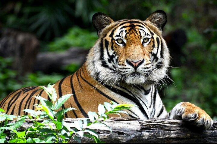 3-dagars Ranthambhore Tiger Tour från Jaipur till Taj Mahal Agra som slutar i Delhi