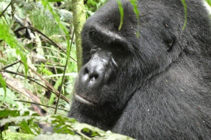 6 - Gorilla Trekking und Wildlife Tour in Uganda
