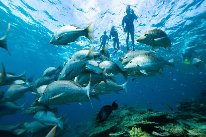 Groupe Catamaran 4 heures tour récif corallien amusant Iguane île aventure!