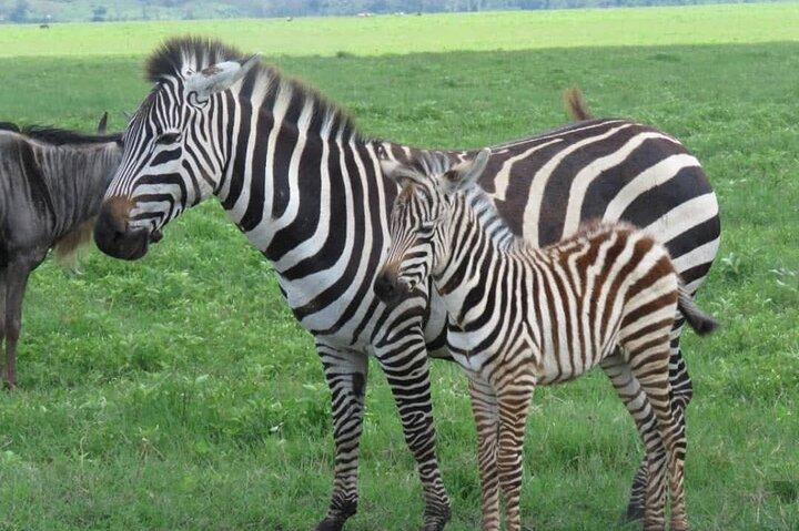 1-Day Ngorongoro Crater Safari from Arusha