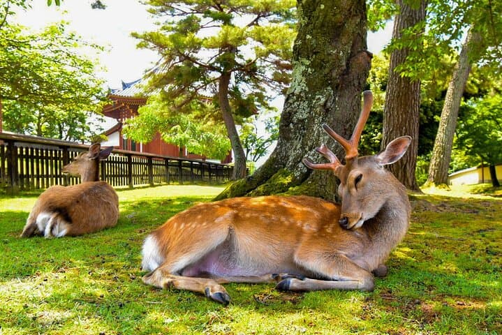 Katsuo-ji, Minoo Falls, Todai-ji, Arashiyama & Nara Park Day Tour