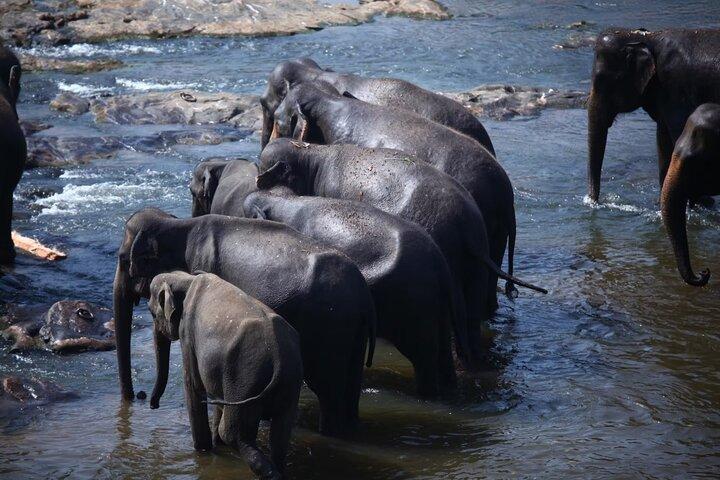 Visite privée de 5 jours à travers le Sri Lanka