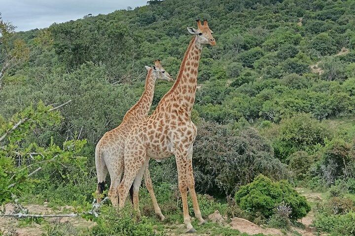Girafa Walk Safari e Kragga Kamma Game Park Tour