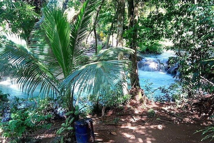 Dunns River Falls & Blue Hole in ocho Rios frm Negril/モンテゴ・ベイ