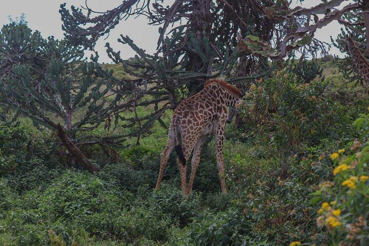 Crescent Island Walking Safari & Lake Naivasha Hippo Boat Cruise