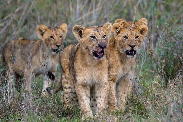 3 Day Safari Tour in Maasai mara with 4x4 vehicle