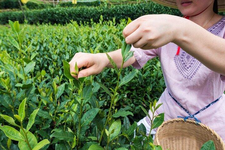 Fun Longjing Tea Experience Private Day Tour (Hangzhou)