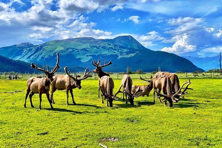 Whittier naar Anchorage Wildlife Extravaganza
