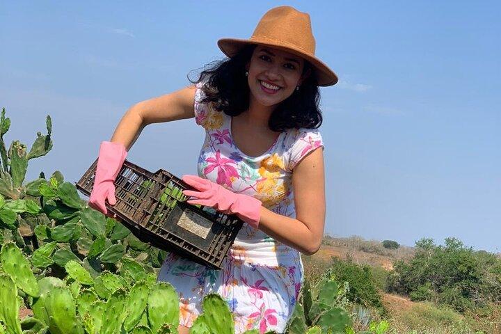 Fruittuin en Mezcal Proeverij Tour met Lunch inbegrepen