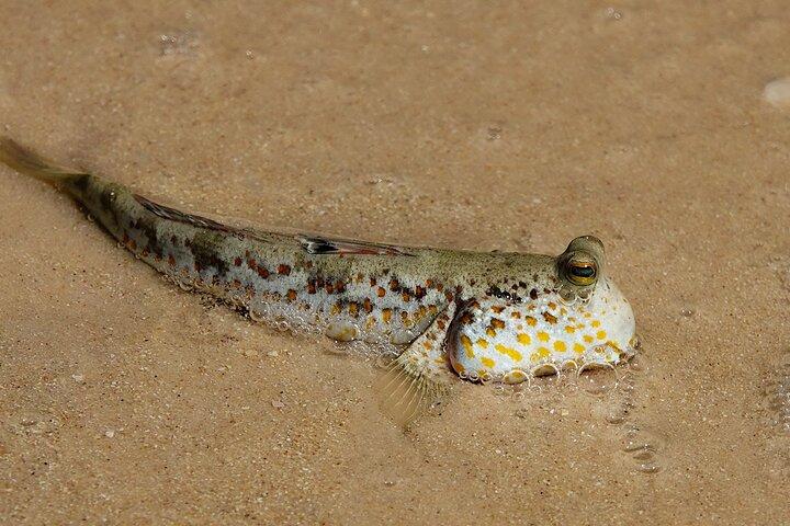 Kota Kinabalu: Beringgis Mangove Fireflies, Sunset Tour & Dinner