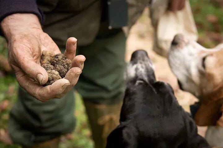 Caccia al tartufo con degustazione nel bosco