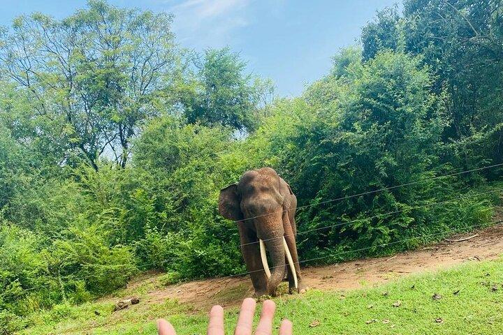 ウダワラワ国立公園でのオールインクルーシブサファリツアー