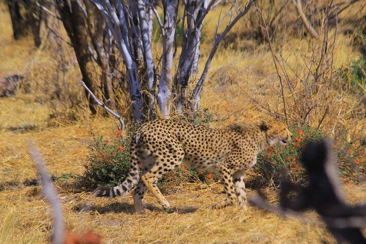 6 dages ørken og Pan Explorer Safari i Botswana